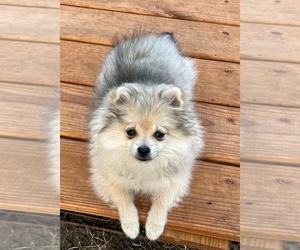 Pomeranian Puppy for sale in LISLE, IL, USA