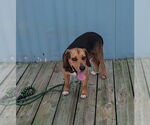 Small #19 Beagle