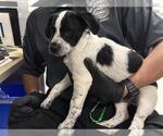 Small Border Collie