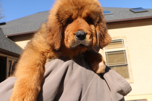 Medium Photo #1 Tibetan Mastiff Puppy For Sale in SHEFFIELD LAKE, OH, USA