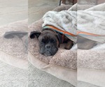 Sandra - Female Boxer Dog for Adoption - Small photo