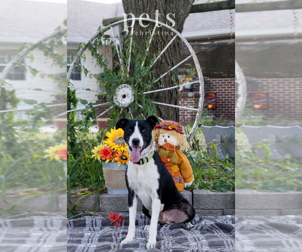 Medium Photo #1 Border Collie-Unknown Mix Puppy For Sale in Foristell, MO, USA