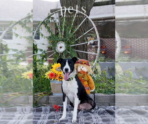 Border Collie-Unknown Mix Dogs for adoption in Foristell, MO, USA