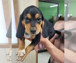 Beagle Puppy for Sale in MONROEVILLE, New Jersey USA