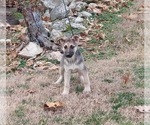Small Photo #5 German Shepherd Dog Puppy For Sale in JAY, OK, USA