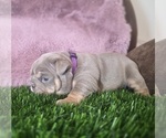 Small #1 Bulldog