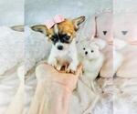 Small #15 Chihuahua