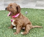 Puppy Porsha Goldendoodle (Miniature)