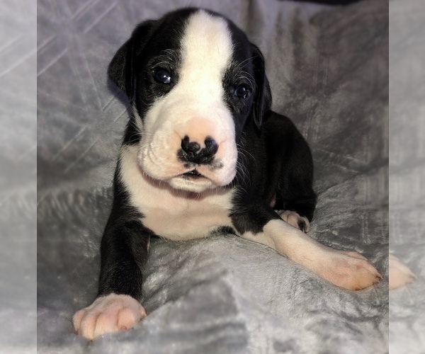 Medium Photo #1 Great Dane Puppy For Sale in CONNELLSVILLE, PA, USA