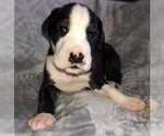 Small Photo #1 Great Dane Puppy For Sale in CONNELLSVILLE, PA, USA