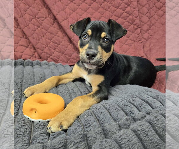 Medium Photo #2 Mutt Puppy For Sale in Cliffwood, NJ, USA