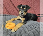Small #1 Mutt