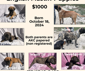 Mastiff Puppy for Sale in BRANTLEY, Alabama USA