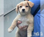 Small #1 Feist Terrier-Retriever  Mix