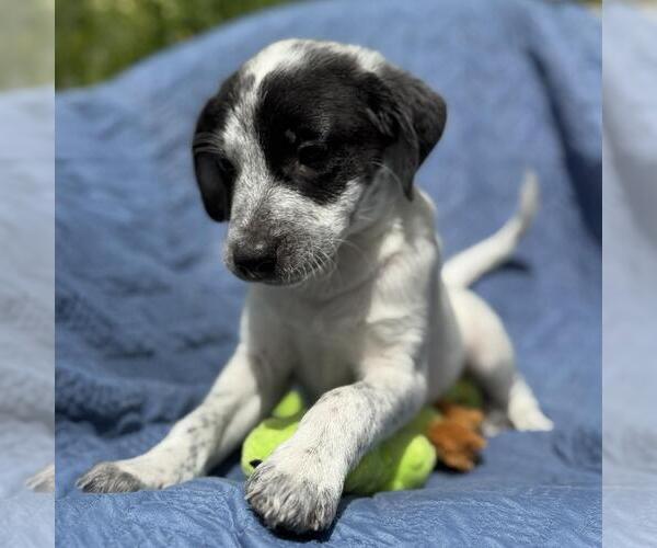 Medium Photo #3 Colonial Cocker Spaniel-Unknown Mix Puppy For Sale in San Diego, CA, USA