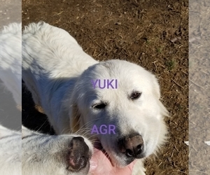 Mother of the Great Pyrenees puppies born on 02/26/2026