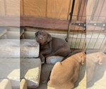 Small Photo #2 Labrador Retriever Puppy For Sale in ARLINGTON, VA, USA