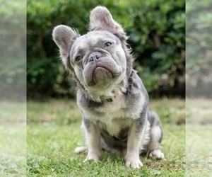Father of the French Bulldog puppies born on 07/27/2023