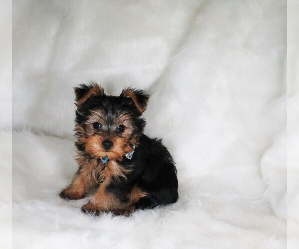 Medium Photo #1 Yorkshire Terrier Puppy For Sale in NICHOLSON, GA, USA
