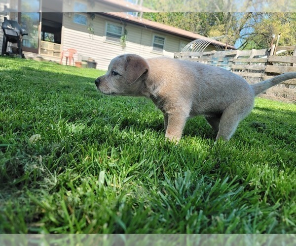Medium Photo #3 Australian Stumpy Tail Cattle Dog Puppy For Sale in SPRINGFIELD, MO, USA