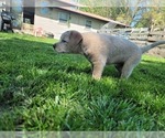 Small Photo #3 Australian Stumpy Tail Cattle Dog Puppy For Sale in SPRINGFIELD, MO, USA