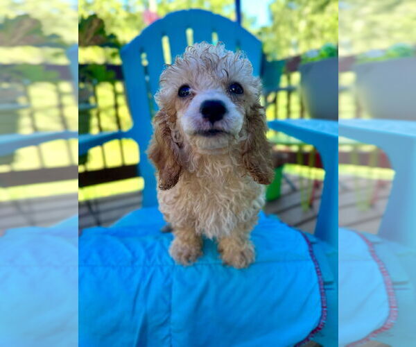 Medium Photo #3 Poodle (Toy)-Unknown Mix Puppy For Sale in Pacolet, SC, USA