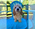 Small #2 Poodle (Toy) Mix