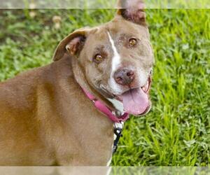 American Staffordshire Terrier-German Shepherd Dog Mix Dogs for adoption in Tallahassee, FL, USA