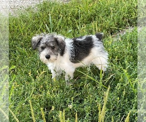 Schnauzer (Miniature) Puppy for sale in KINGSVILLE, MO, USA