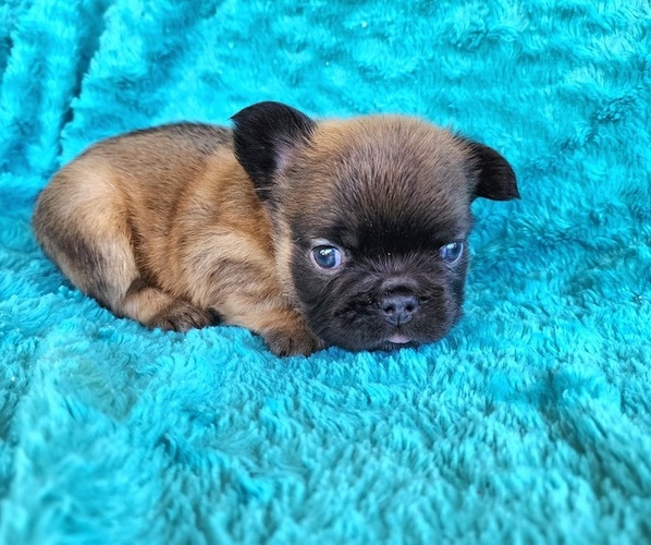 Medium Photo #9 French Bulldog Puppy For Sale in LAS VEGAS, NV, USA
