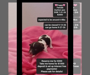 Poodle (Toy)-Zuchon Mix Puppy for sale in TUCSON, AZ, USA