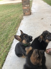 German Shepherd Dog Puppy for sale in ABERNATHY, TX, USA