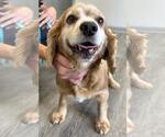 Small #7 Cocker Spaniel