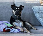Small #1 American Staffordshire Terrier Mix