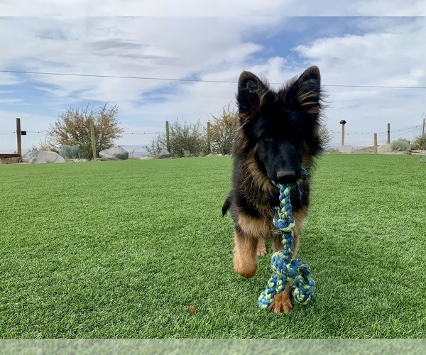 Medium Photo #32 German Shepherd Dog Puppy For Sale in PINON HILLS, CA, USA