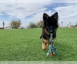 Small #31 German Shepherd Dog