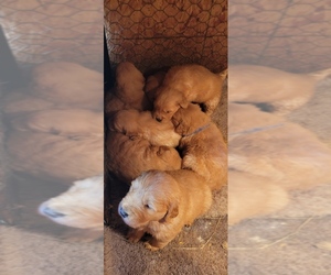 Golden Retriever Puppy for sale in FRESNO, CA, USA