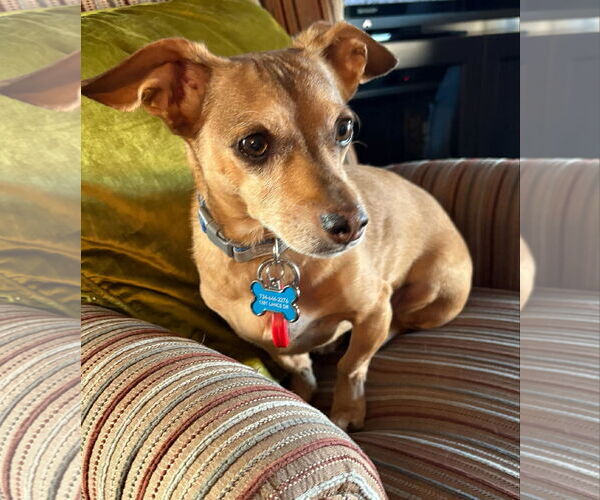 Medium Photo #1 Dachshund Puppy For Sale in Hesperia, CA, USA