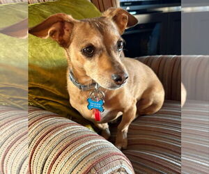 Dachshund Dogs for adoption in Hesperia, CA, USA