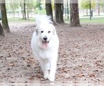 Small Photo #39 Great Pyrenees Puppy For Sale in Spring, TX, USA