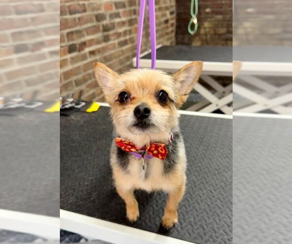 Medium Photo #1 Mutt Puppy For Sale in Evansville, IN, USA