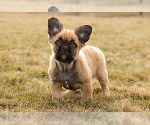 French Bulldog Puppy for sale in SYRACUSE, IN, USA
