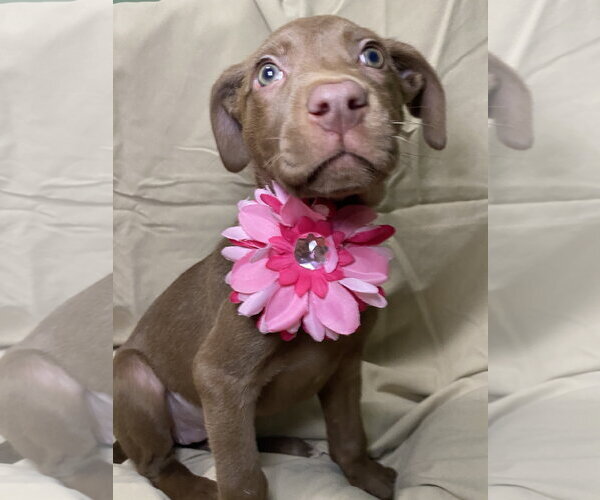 Medium Photo #4 Black Mouth Cur-Labrador Retriever Mix Puppy For Sale in Hillsboro, MO, USA