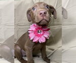 Small #3 Black Mouth Cur-Labrador Retriever Mix