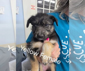Mutt Dogs for adoption in Emmett, ID, USA