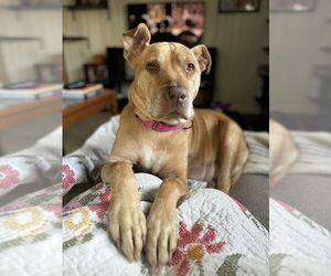 Medium American Staffordshire Terrier Mix