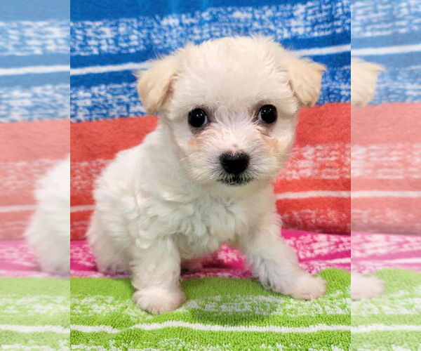 Medium Photo #1 Poodle (Miniature)-Unknown Mix Puppy For Sale in Corona, CA, USA