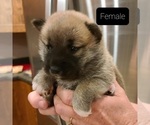 Puppy 6 Shiba Inu