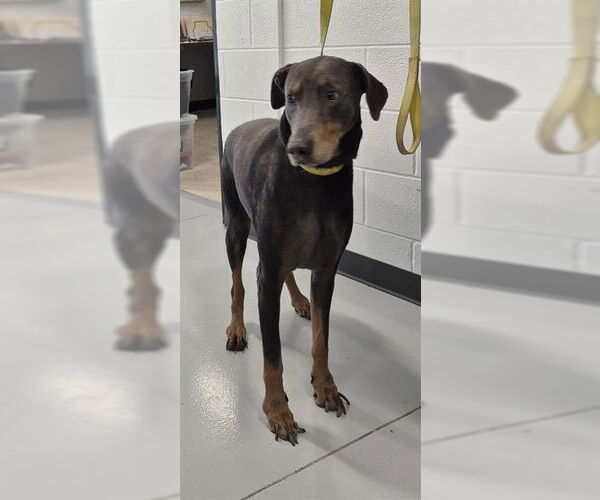 Medium Photo #1 Doberman Pinscher Puppy For Sale in Temple, TX, USA