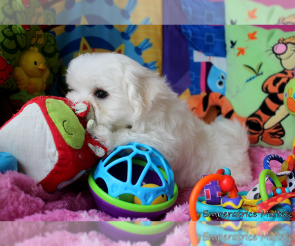 Medium Photo #4 Maltese Puppy For Sale in CLERMONT, FL, USA